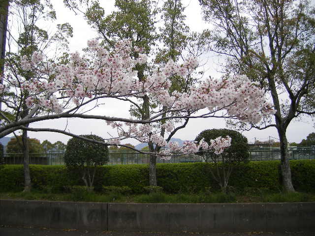 daiodani-saturday-english-class-excursion-hyuga-april-5-2008-2.jpg