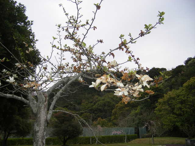 daiodani-saturday-english-class-excursion-hyuga-april-5-2008-777.jpg