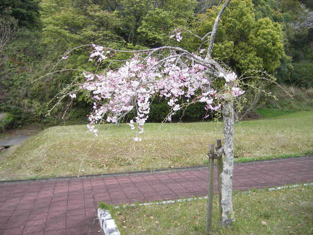 daiodani-saturday-english-class-excursion-hyuga-april-5-2008-another-version.jpg