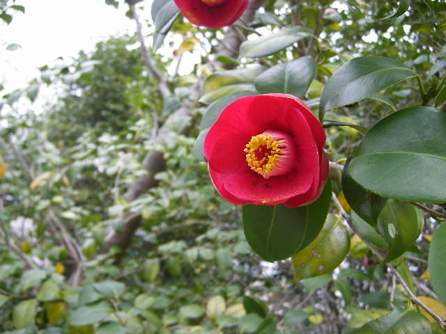 daiodani-saturday-english-class-excursion-hyuga-april-5-2008-rounded-red.jpg