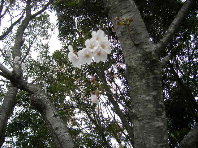 daiodani-saturday-english-class-excursion-hyuga-april-5-2008-stand-out.jpg