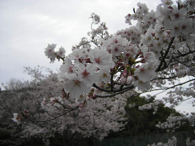 sakura-daiodani-hyuga-miyazaki-cherry-sakura.jpg